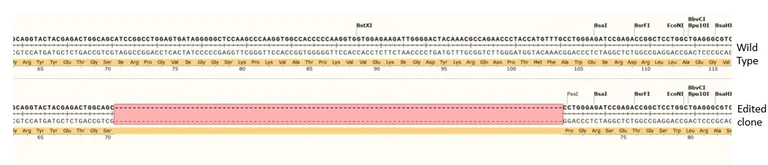 Next Generation Sequencing - Human PAX8 knockout HCT116 cell line (AB287675)