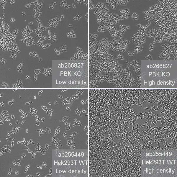 Cell Culture - Human PBK (SPK) knockout HEK-293T cell line (AB266827)