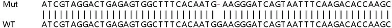 Sanger Sequencing - Human PBK (SPK) knockout HEK-293T cell lysate (AB257575)