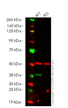 Western blot - Human PBK (SPK) knockout HEK-293T cell lysate (AB257575), expandable thumbnail