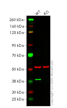 Western blot - Human PBK (SPK) knockout HEK-293T cell lysate (AB257575), expandable thumbnail