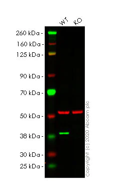 Western blot - Human PBK (SPK) knockout HEK-293T cell lysate (AB257575)