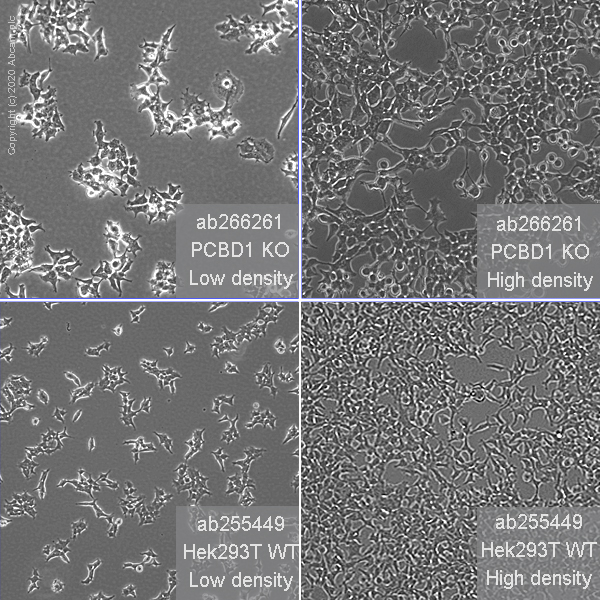 Cell Culture - Human PCBD1 knockout HEK-293T cell line (AB266261), expandable thumbnail