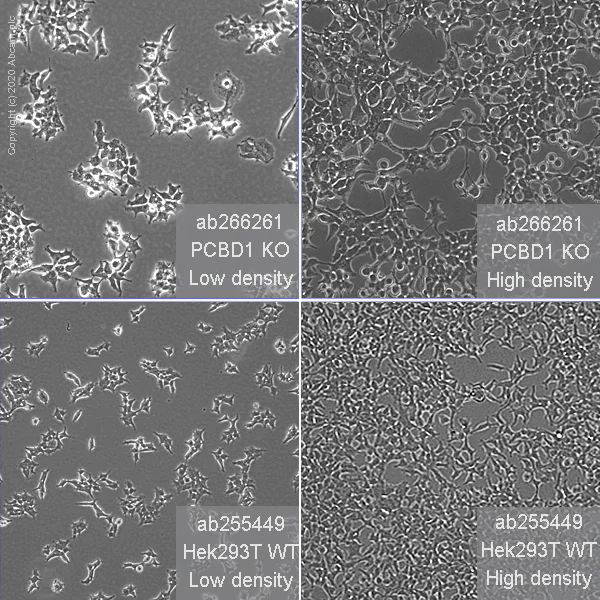 Cell Culture - Human PCBD1 knockout HEK-293T cell line (AB266261)