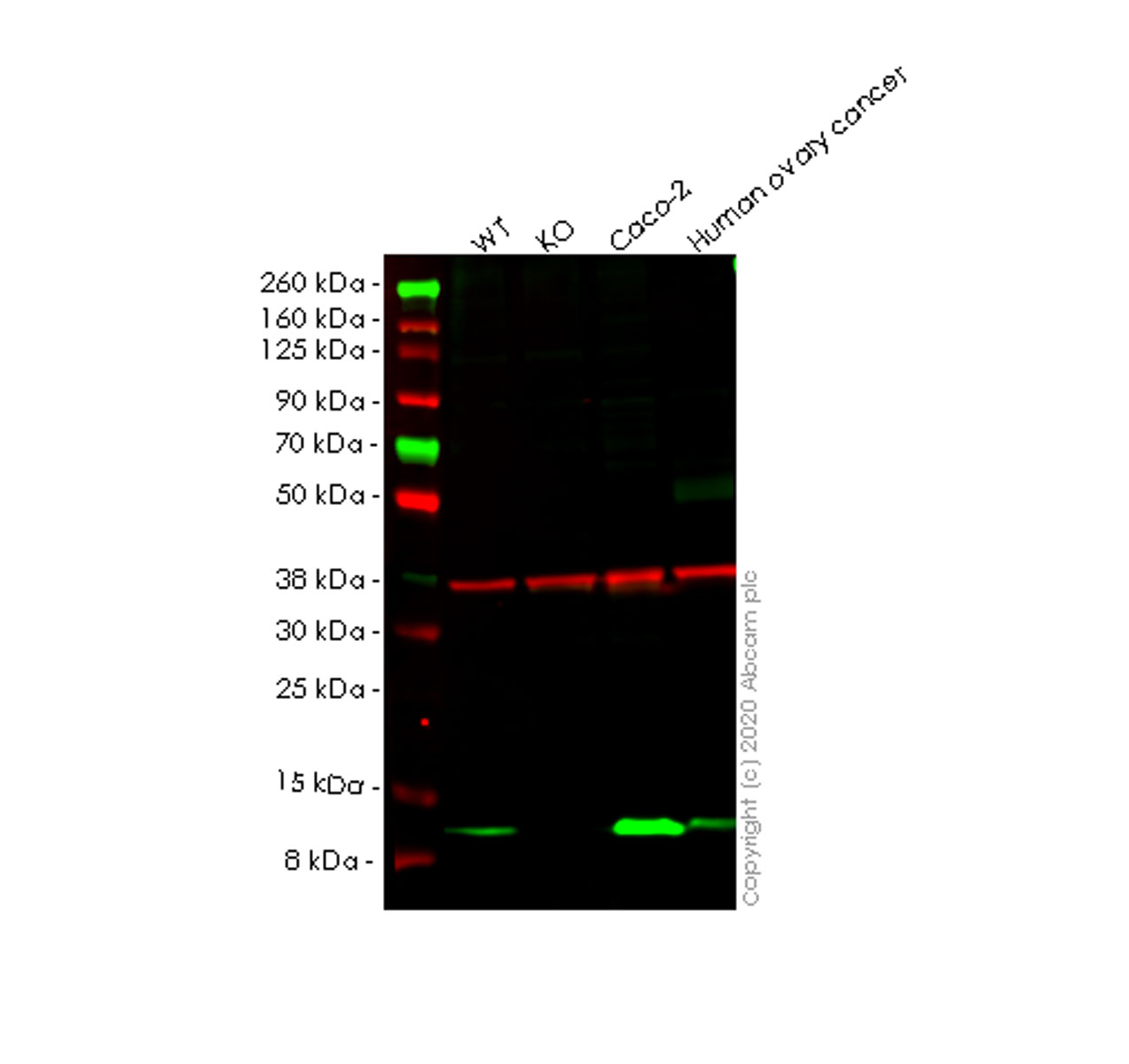 Western blot - Human PCBD1 knockout HEK-293T cell line (AB266261), expandable thumbnail