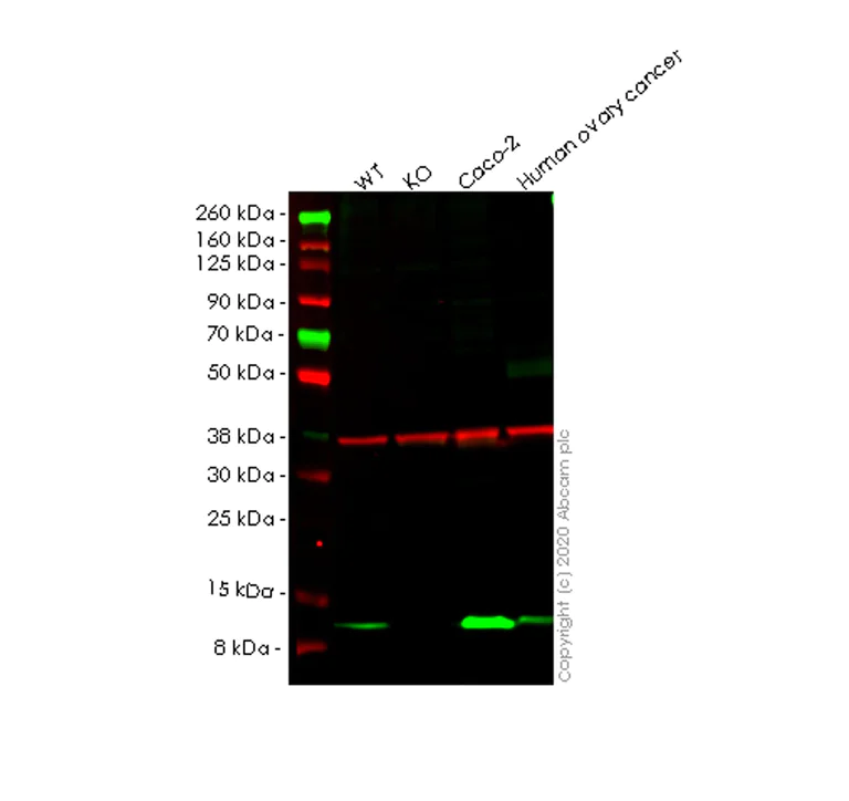 Western blot - Human PCBD1 knockout HEK-293T cell line (AB266261)