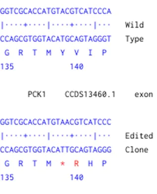 Next Generation Sequencing - Human PCK1 knockout A549 cell line (AB301135)