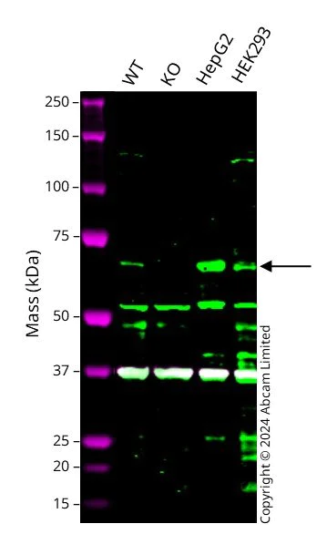 Western blot - Human PCK1 knockout A549 cell line (AB301135)