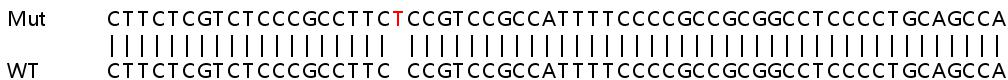 Human PCNP knockout HEK-293T cell lysate