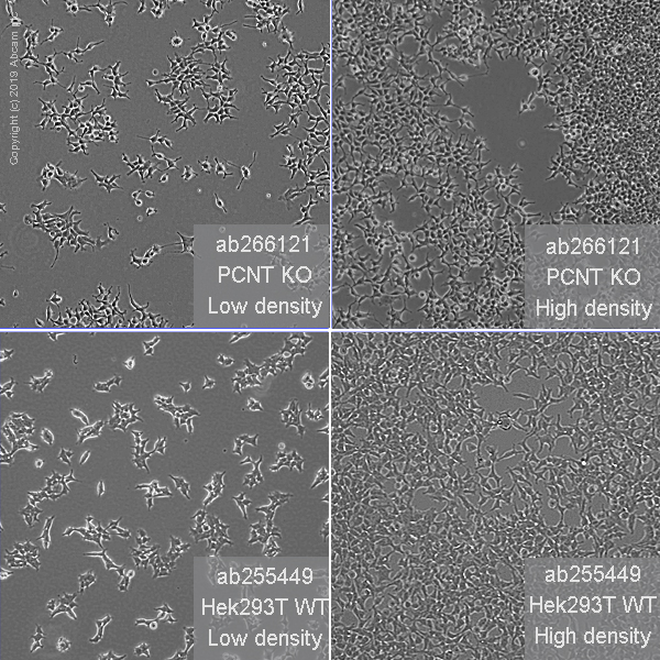 Cell Culture - Human PCNT (Pericentrin) knockout HEK-293T cell line (AB266121)