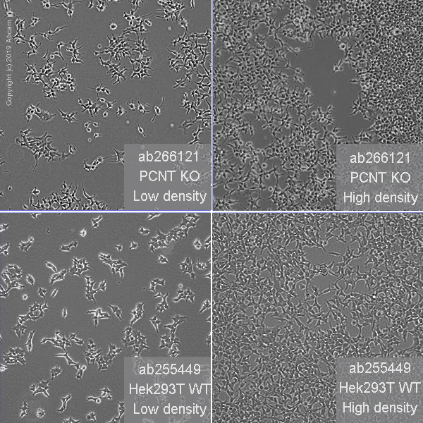 Cell Culture - Human PCNT (Pericentrin) knockout HEK-293T cell line (AB266121)