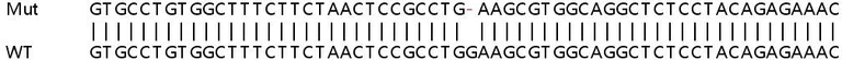 Sanger Sequencing - Human PCNT (Pericentrin) knockout HEK-293T cell line (AB266121)