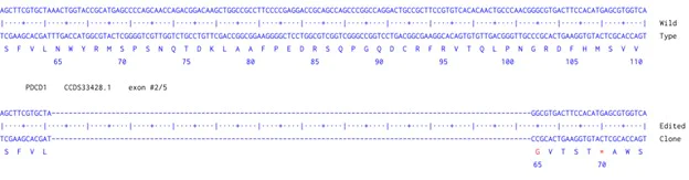 Next Generation Sequencing - Human PDCD1 knockout A549 cell line (AB287678)