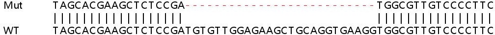 Sanger Sequencing - Human PDCD1 (PD1) knockout HeLa cell line (AB255417), expandable thumbnail