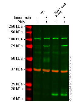 Western blot - Human PDCD1 (PD1) knockout HeLa cell line (AB255417), expandable thumbnail