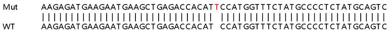 Sanger Sequencing - Human PDCD10 (CCM3) knockout HeLa cell line (AB265755)