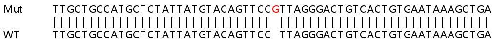 Sanger Sequencing - Human PDCD1LG2 (PD-L2) knockout A549 cell line (AB267002), expandable thumbnail