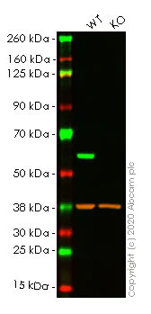 Western blot - Human PDCD4 knockout HeLa cell lysate (AB257278)