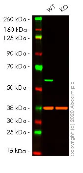 Western blot - Human PDCD4 knockout HeLa cell lysate (AB257278)