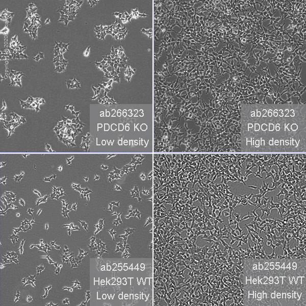Cell Culture - Human PDCD6 (ALG-2) knockout HEK-293T cell line (AB266323)