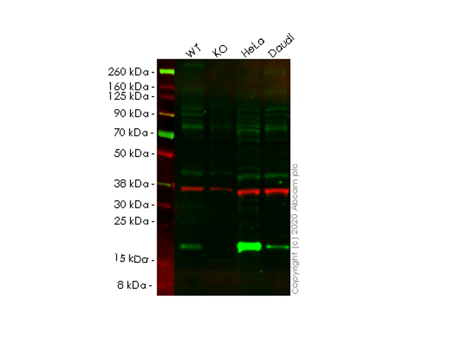 Western blot - Human PDCD6 (ALG-2) knockout HEK-293T cell line (AB266323)
