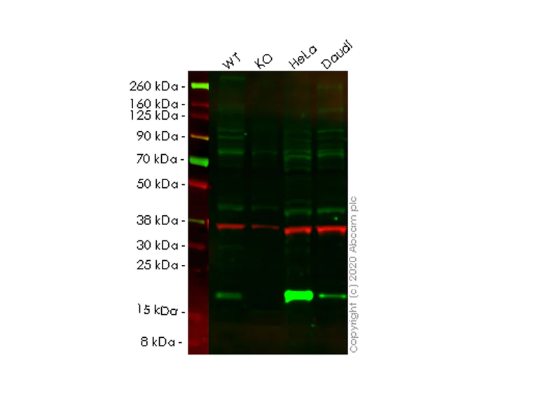 Western blot - Human PDCD6 (ALG-2) knockout HEK-293T cell line (AB266323)