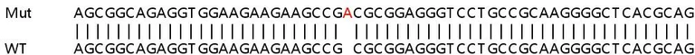 Sanger Sequencing - Human PDE3B knockout MCF7 cell line (AB262333)