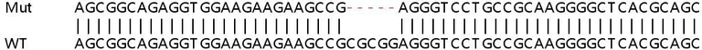 Sanger Sequencing - Human PDE3B knockout MCF7 cell line (AB262333)