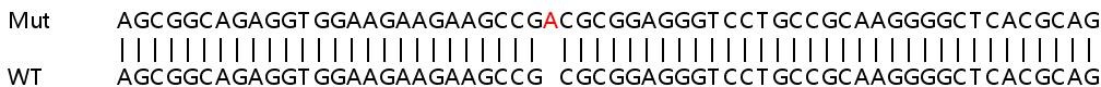 Human PDE3B knockout MCF7 cell lysate