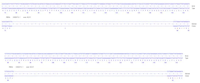 Next Generation Sequencing - Human PDE5A knockout A549 cell line (AB301140)