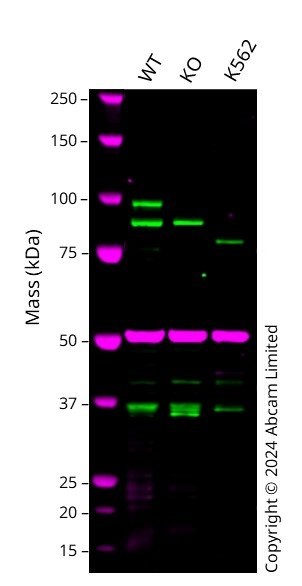 Western blot - Human PDE5A knockout A549  cell line (AB301140), expandable thumbnail