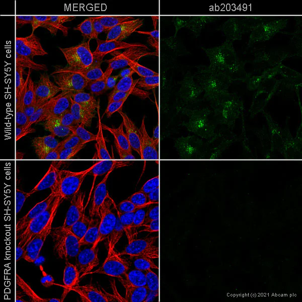 Immunocytochemistry/ Immunofluorescence - Human PDGFRA knockout SH-SY5Y cell line (AB275335)