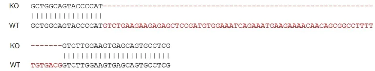 Sanger Sequencing - Human PDGFRA knockout SH-SY5Y cell lysate (AB275522)