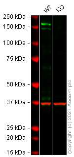 Western blot - Human PDGFRA knockout SH-SY5Y cell lysate (AB275522)