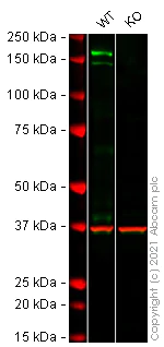 Western blot - Human PDGFRA knockout SH-SY5Y cell lysate (AB275522)