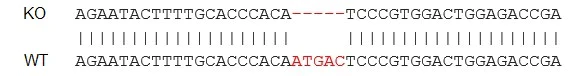 Sanger Sequencing - Human PDGFRB knockout SH-SY5Y cell line (AB273749)