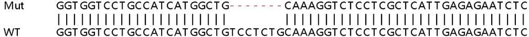 Sanger Sequencing - Human PDIA5 knockout HeLa cell lysate (AB263293)