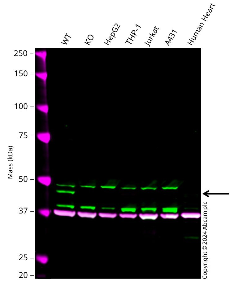 Western blot - Human PDK4 knockout HeLa cell line (AB261805), expandable thumbnail