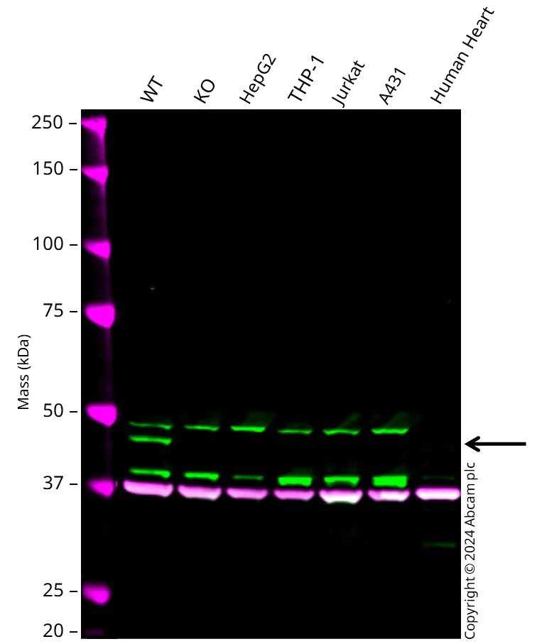 Western blot - Human PDK4 knockout HeLa cell line (AB261805)