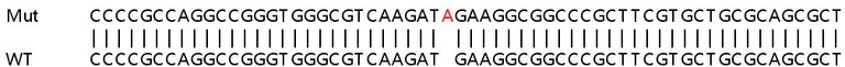 Sanger Sequencing - Human PDK4 knockout HeLa cell lysate (AB257217)