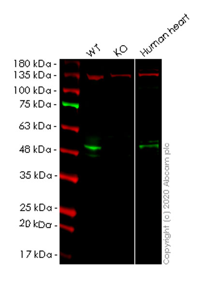 Western blot - Human PDK4 knockout HeLa cell lysate (AB257217)