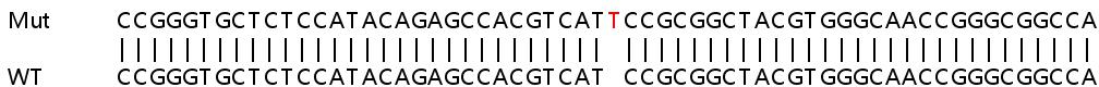 Sanger Sequencing - Human PDXK (PDXK.1) knockout HEK-293T cell lysate (AB259036), expandable thumbnail