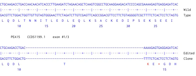 Next Generation Sequencing - Human PEA15 knockout U-87 MG cell line (AB306860)