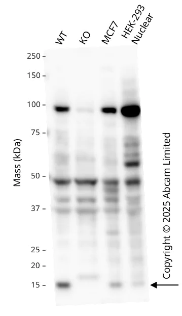 Western blot - Human PEA15 knockout U-87 MG cell line (AB306860)