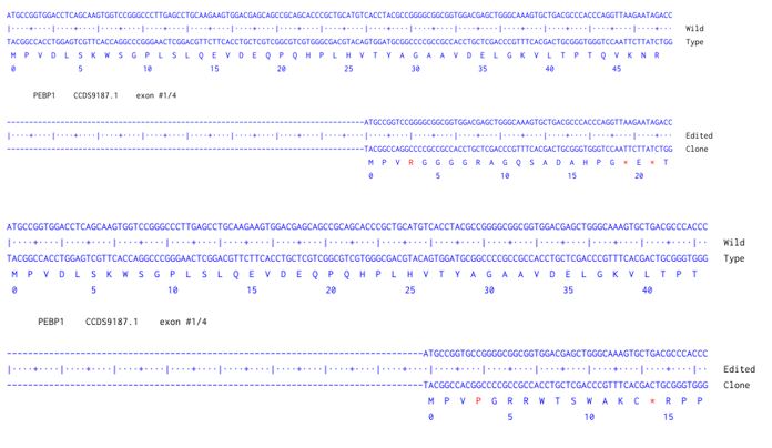 Human PEBP1 knockout A549 cell line