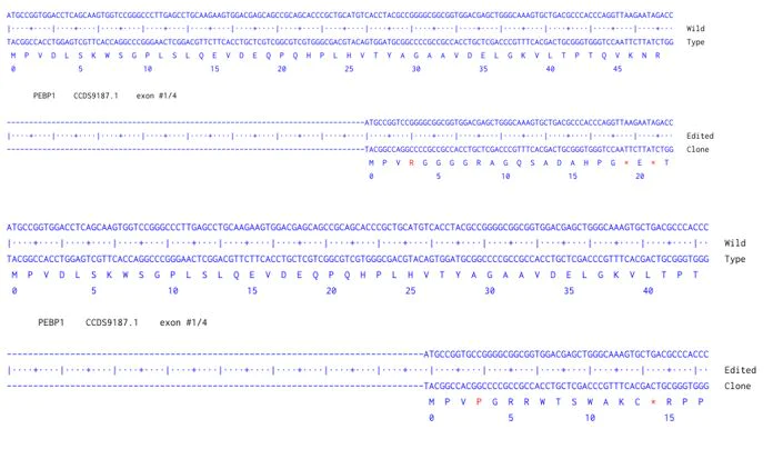 Next Generation Sequencing - Human PEBP1 knockout A549 cell line (AB288933)