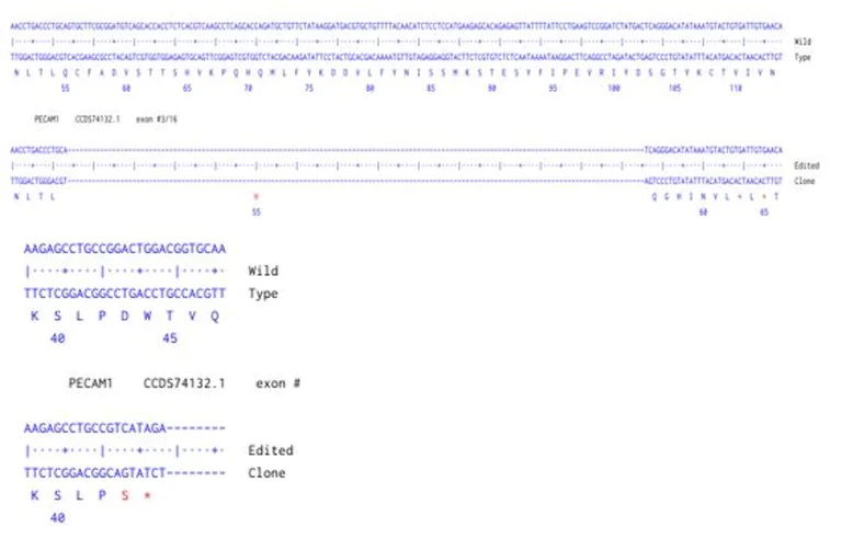 Next Generation Sequencing - Human PECAM1 knockout A549 cell line (AB289049)