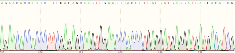Sanger Sequencing - Human PEG10 (EDR) knockout HeLa cell line (AB265925)
