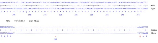 Next Generation Sequencing - Human PER2 knockout A549 cell line (AB301148)