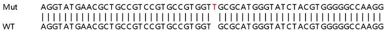 Sanger Sequencing - Human PFKP knockout HeLa cell lysate (AB257580)